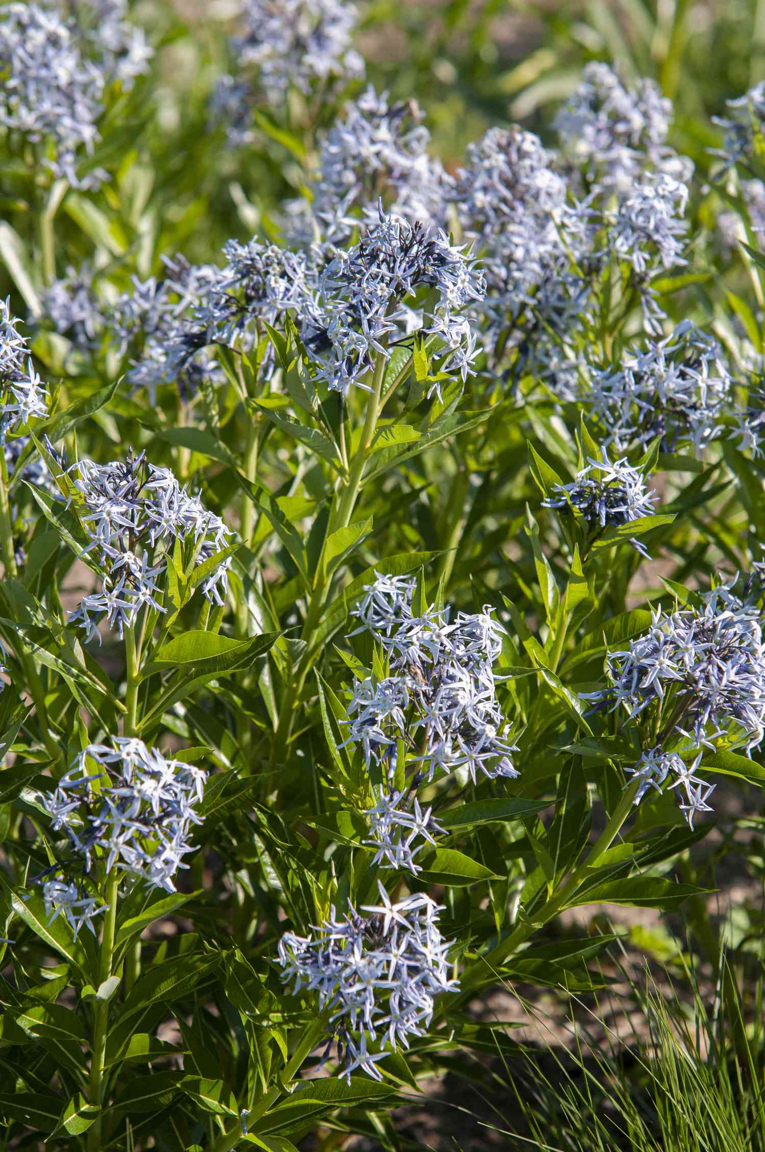 Blauer Stern Pflanze mit blauen sternförmigen Blütenbüscheln im Garten