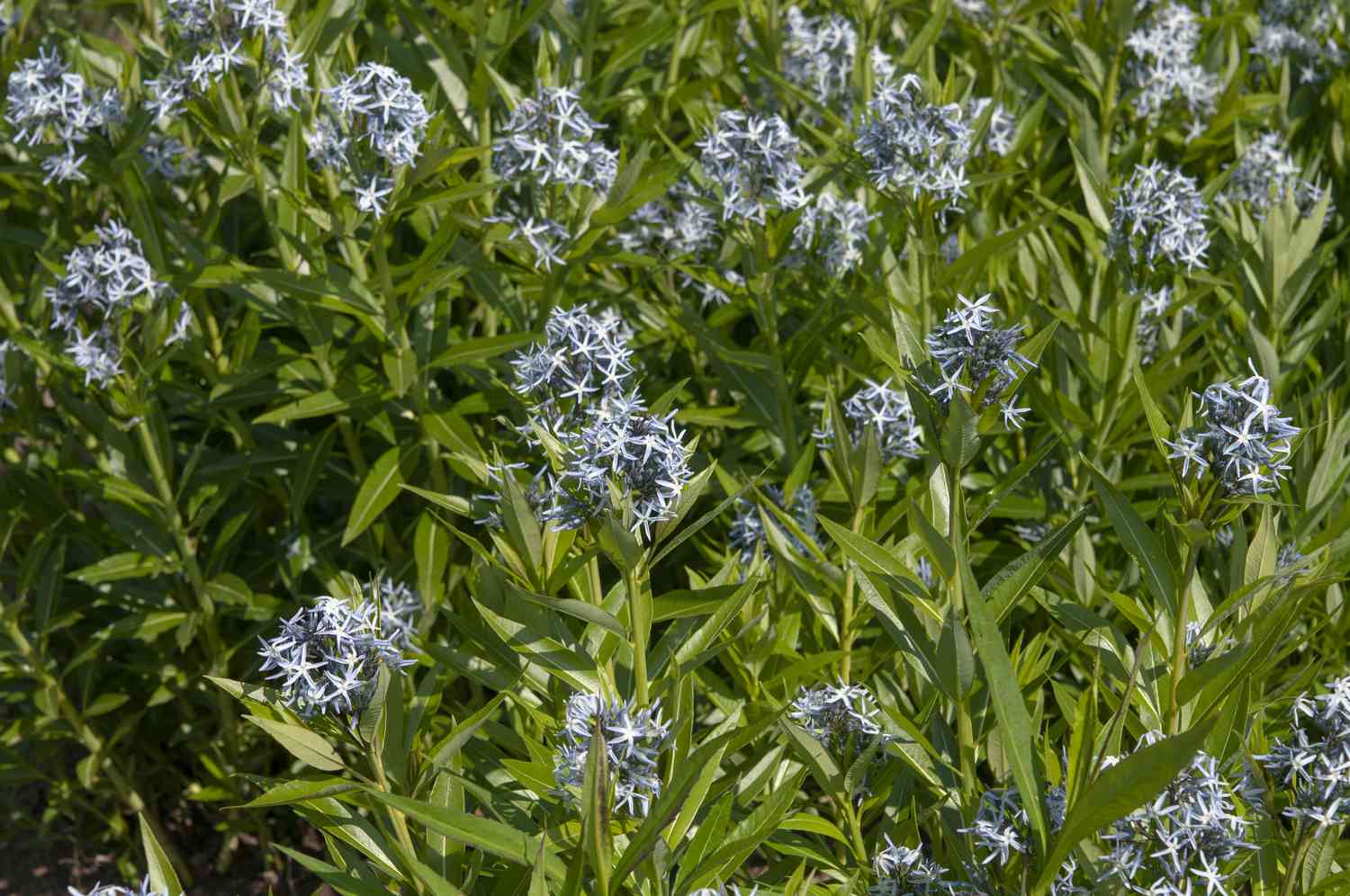 Blausternpflanzen im Garten mit blauen Blüten und schmalen Blättern