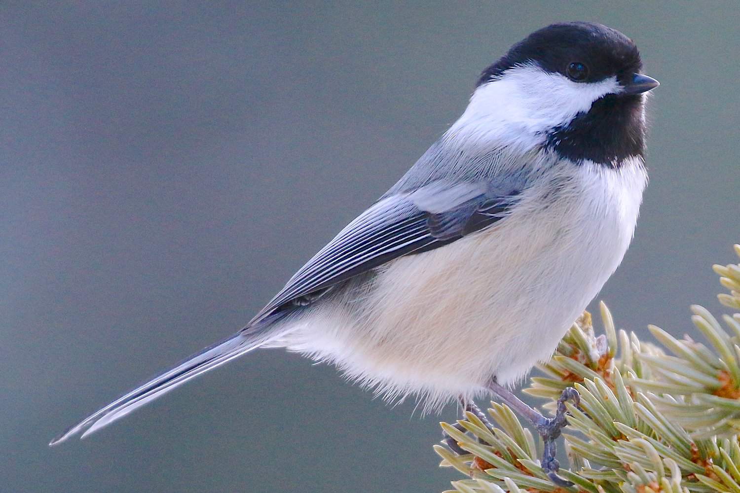 Black-Capped Chickadee