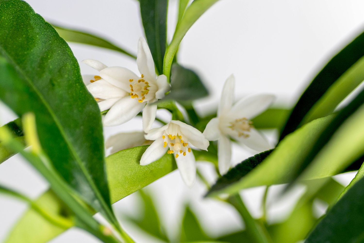 Kumquat-Baum mit kleinen weißen Blüten zwischen Blättern in Großaufnahme