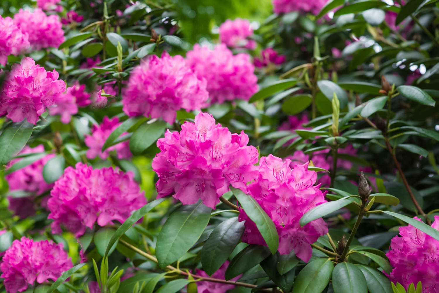 azaleas