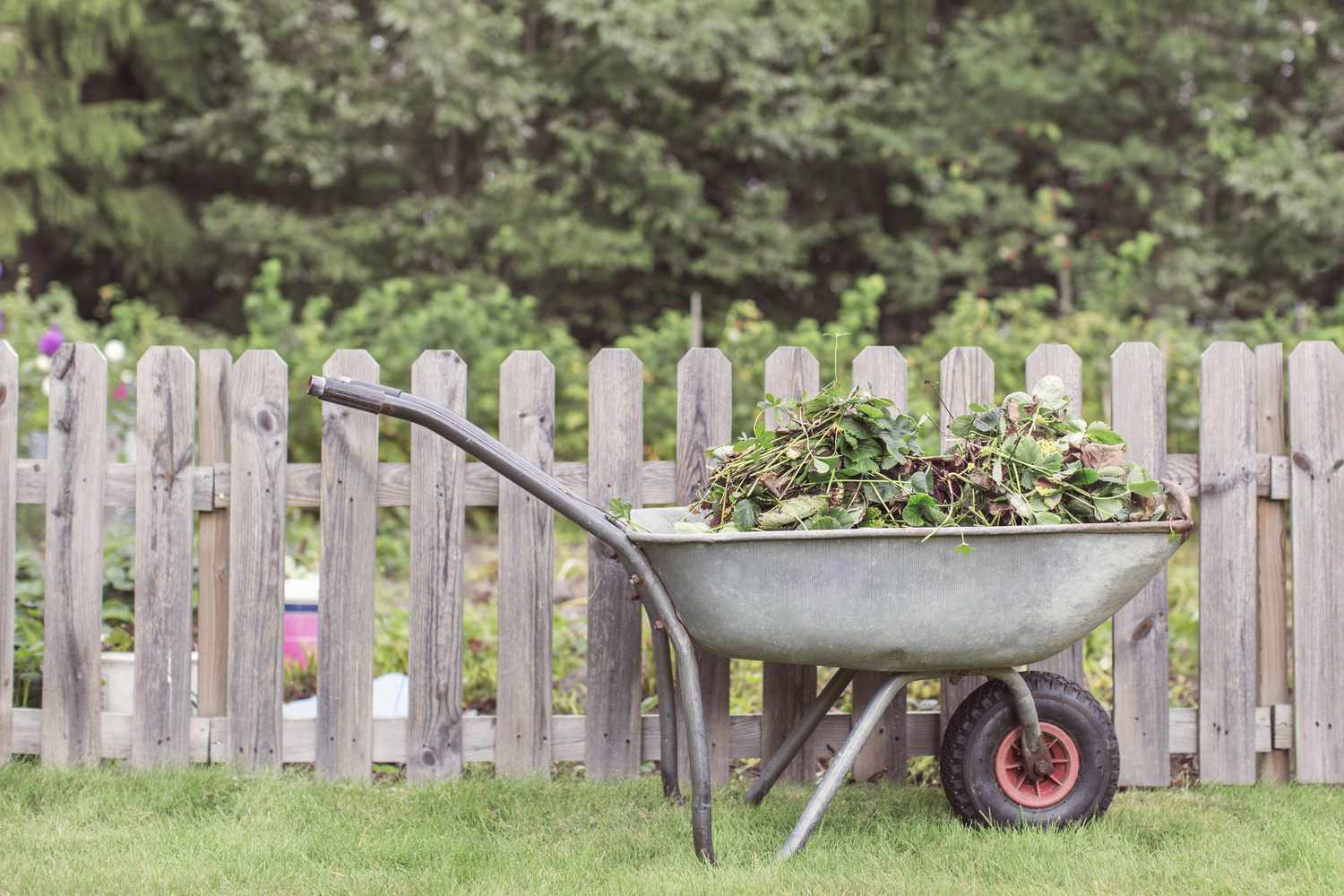 Fehler beim Gemüseanbau - eingezäunter Garten mit Schubkarre im Vordergrund