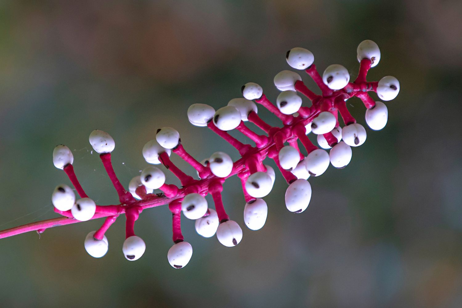 Weiße Baneberry-Pflanze rosa Zweig mit winzigen weißen Beeren in Großaufnahme