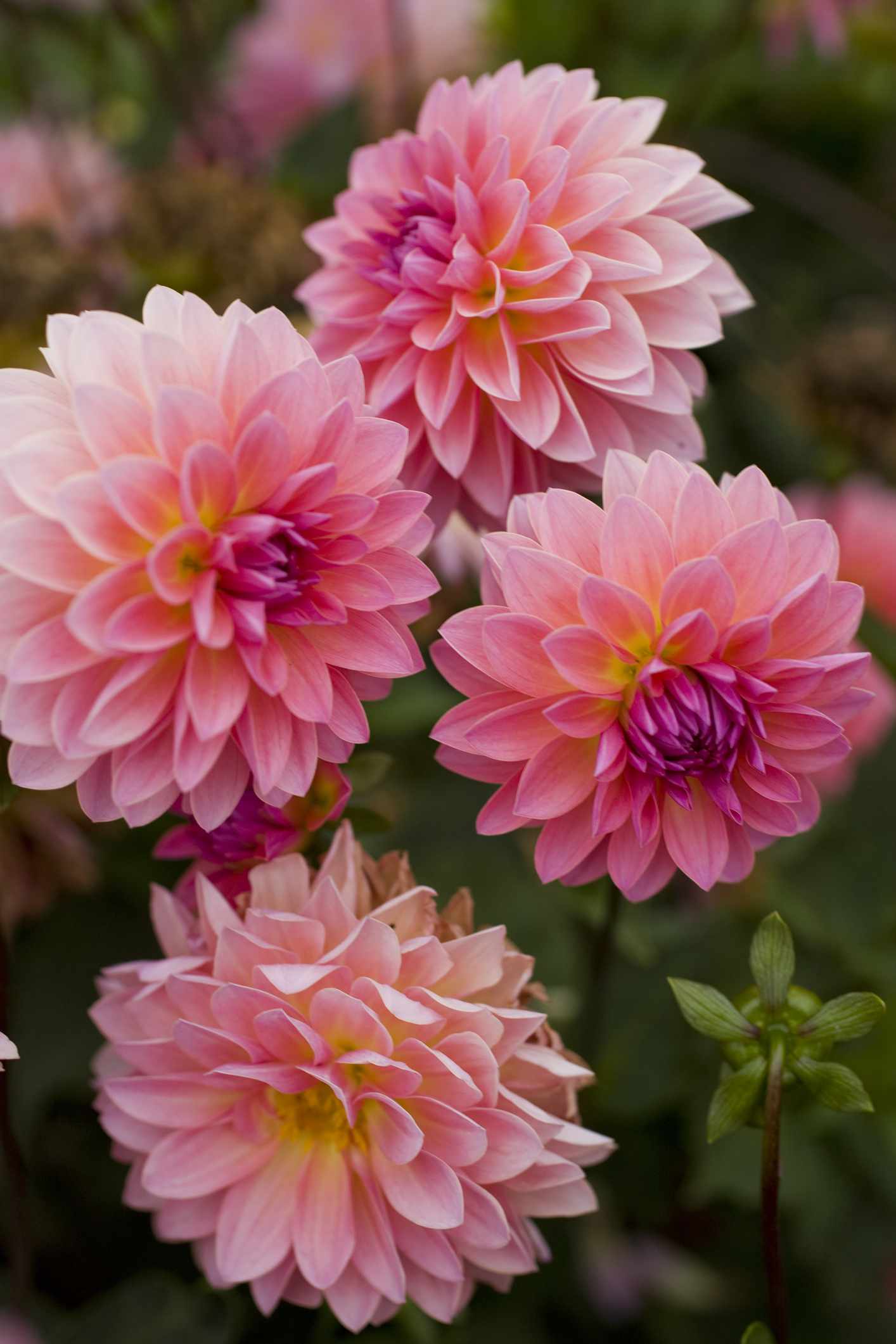 Jitterbug dahlia