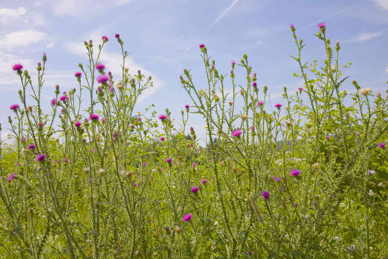 Ein Feld mit New Yorker Eisenhut