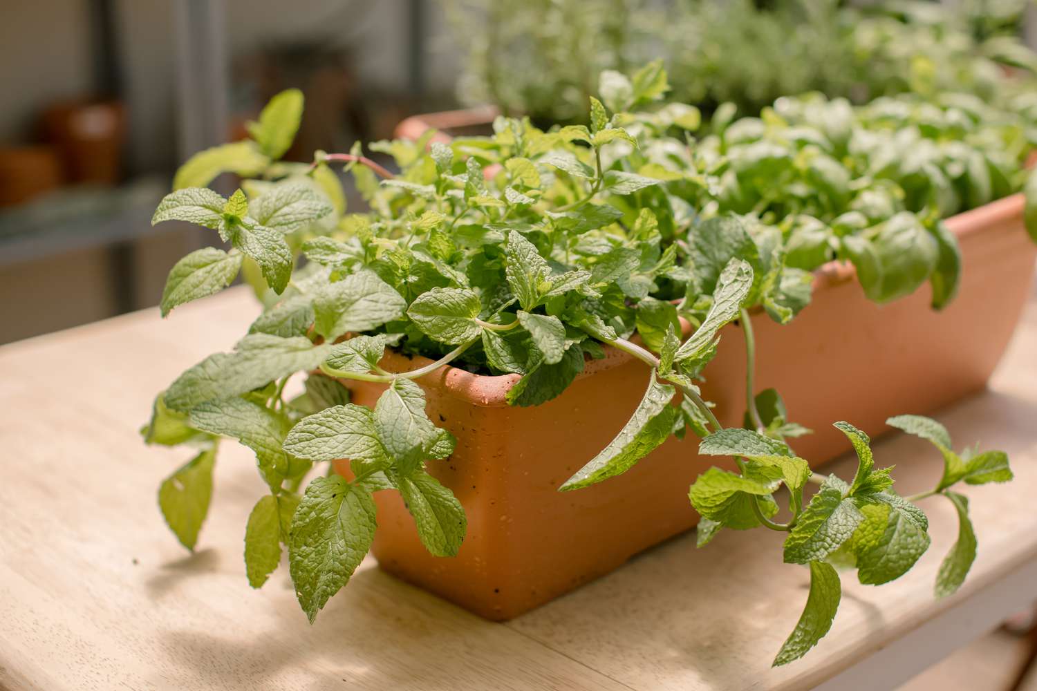 mint growing in a planter