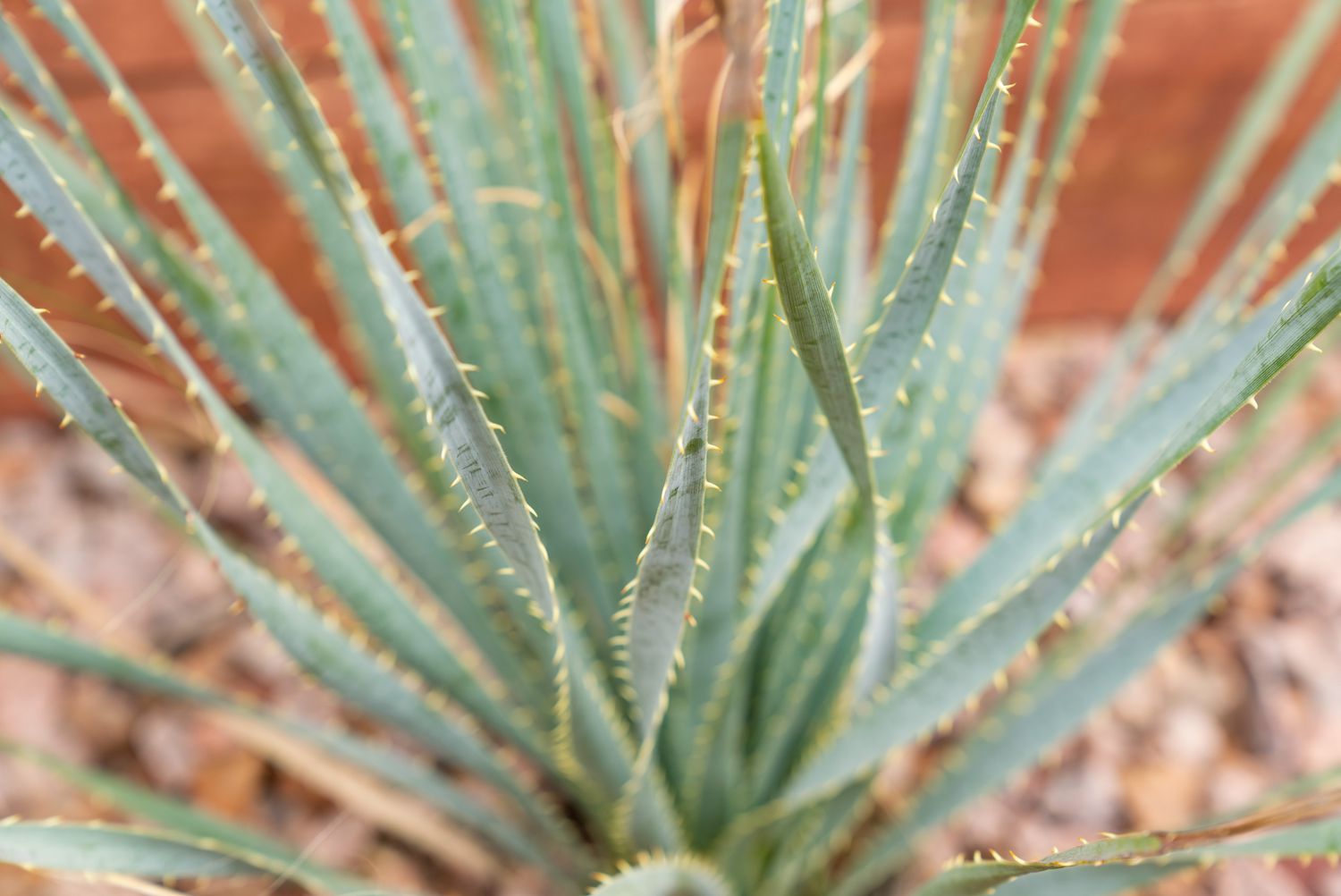 Arbusto cuchara del desierto con finas hojas dentadas de color verde azulado primer plano