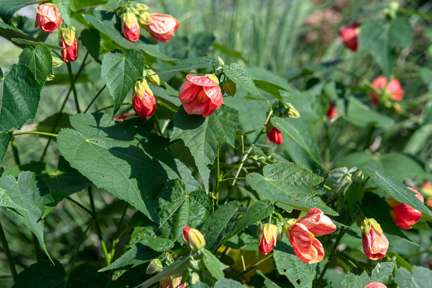 Abutilon-Stängel mit rosa Blüten über ahornförmigen Blättern