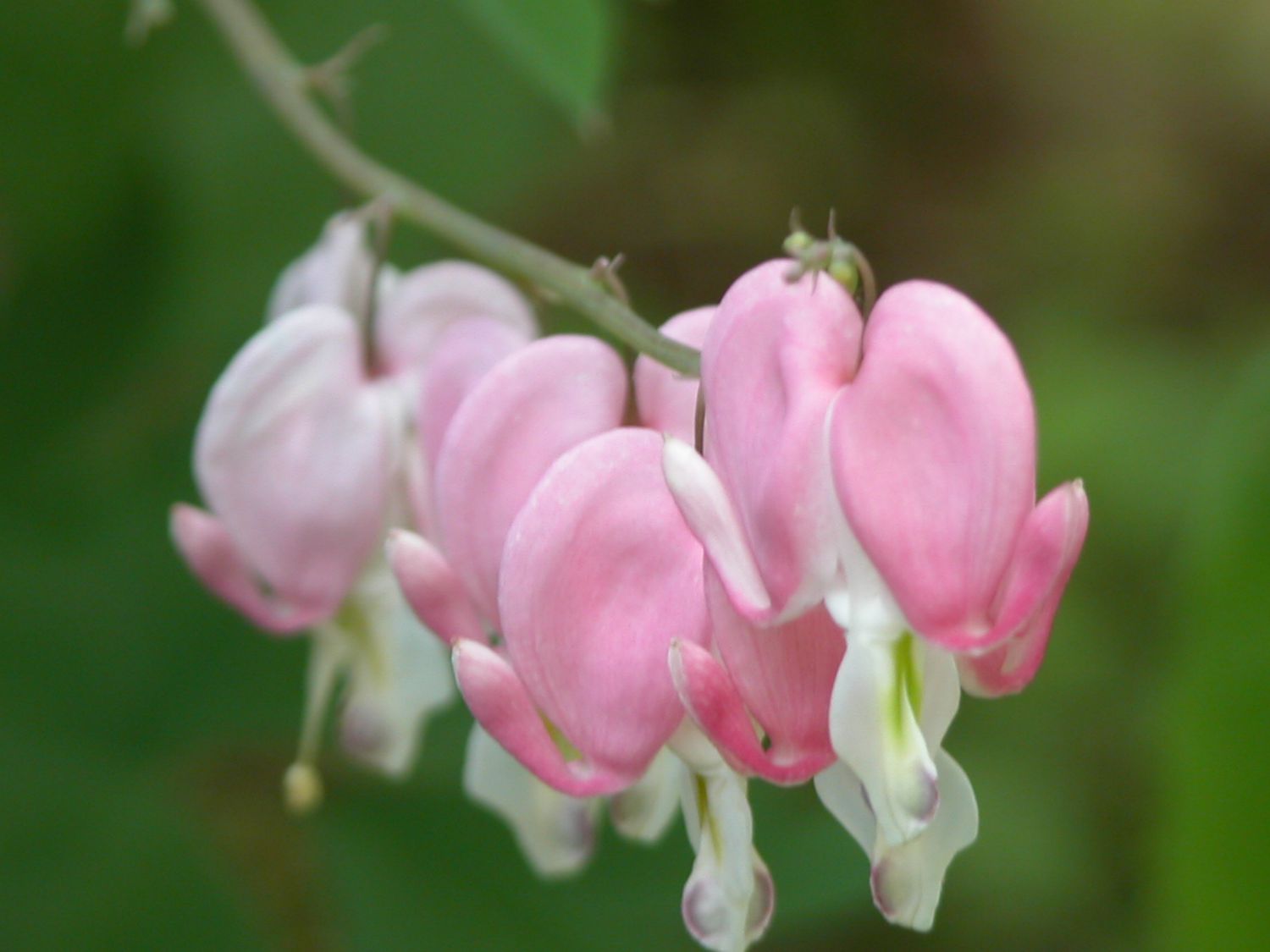 Bleeding Heart, Dicentra spectabilis