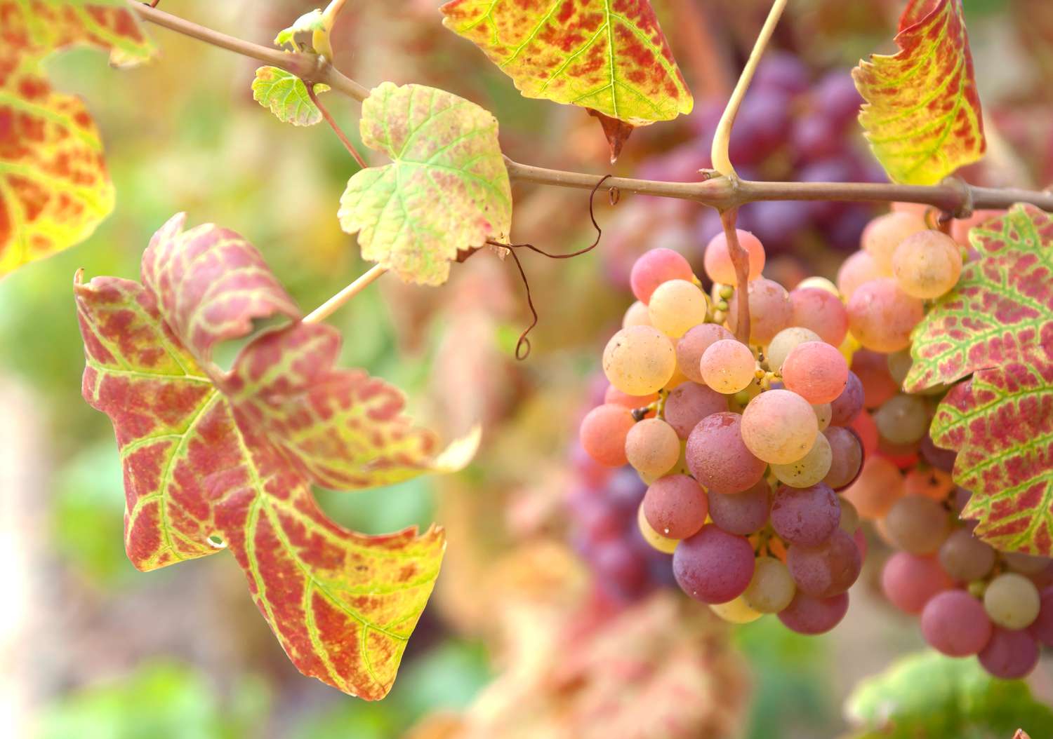 Gewöhnliche Weinrebe mit roten und gelben Blättern und hellroten hängenden Trauben in Nahaufnahme