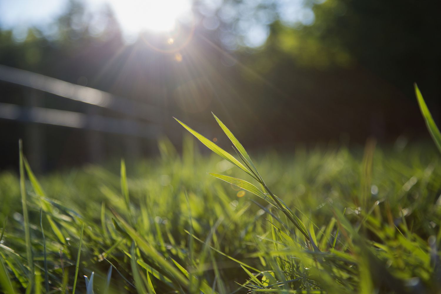 Gras mit Sonnenstrahlen im Hintergrund