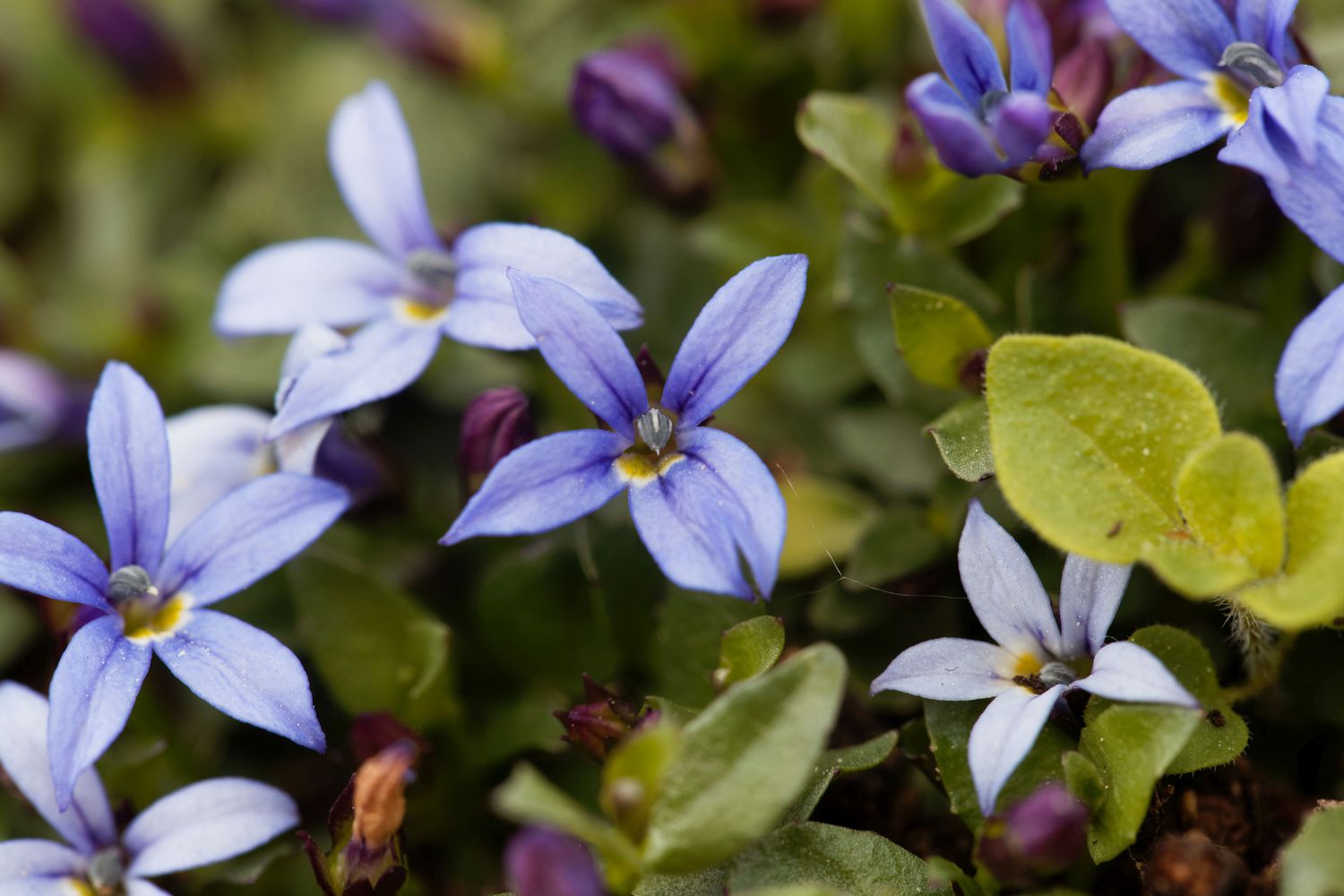 Blausternblume, Isotoma fluviatilis