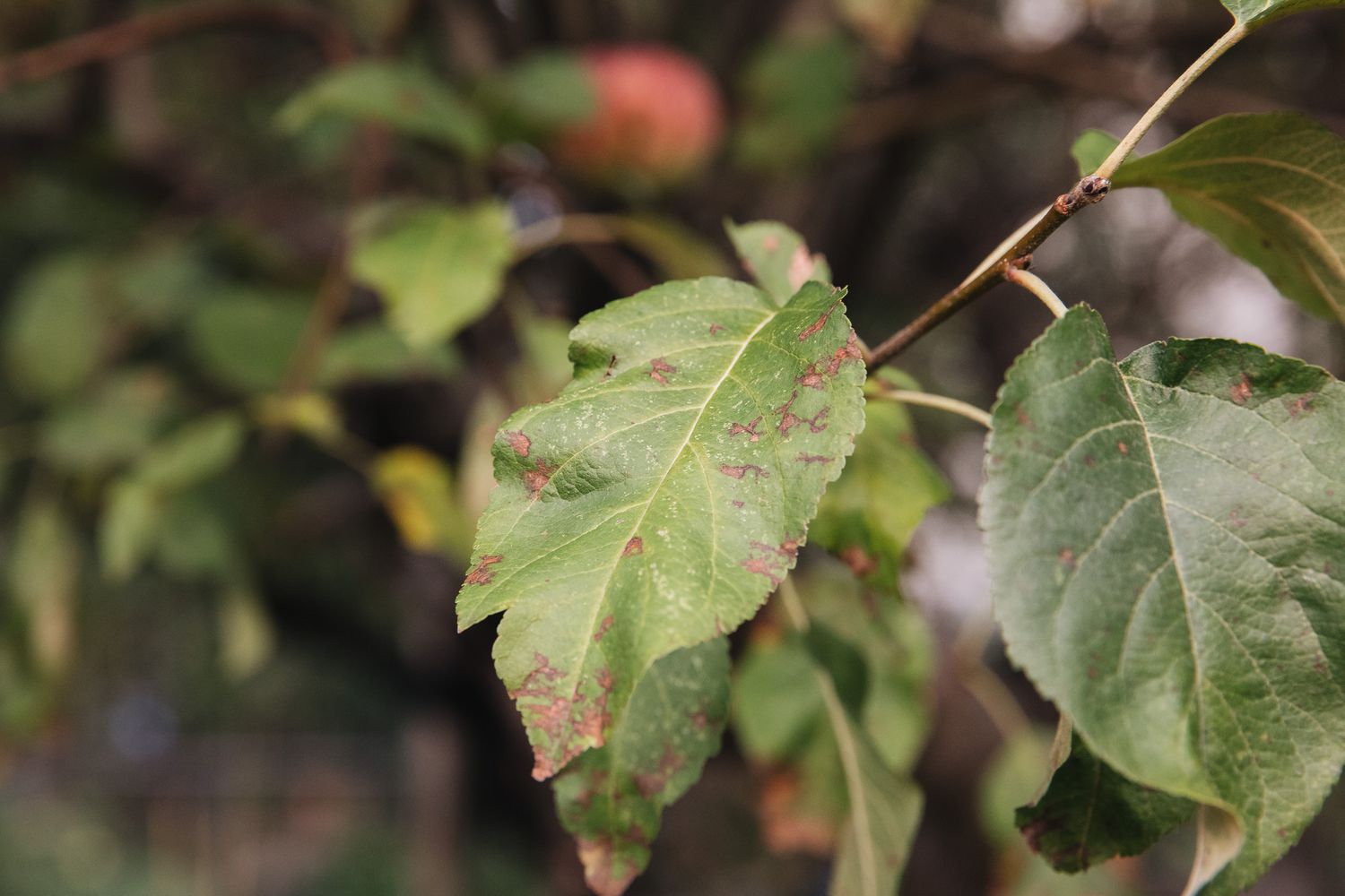 óxido en hojas de manzano
