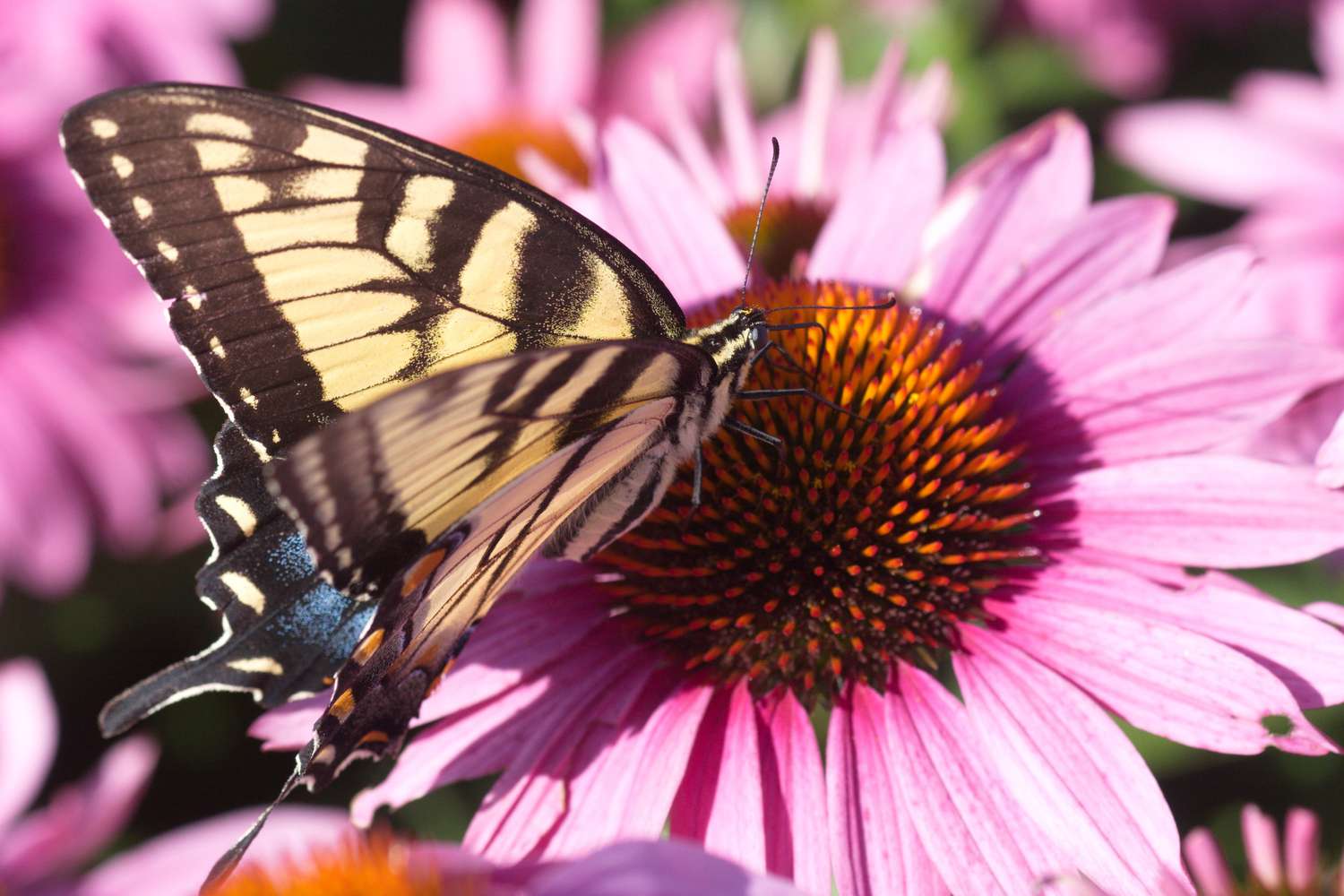 Mariposa cola de golondrina tigre cenando en la floración de una coneflora.