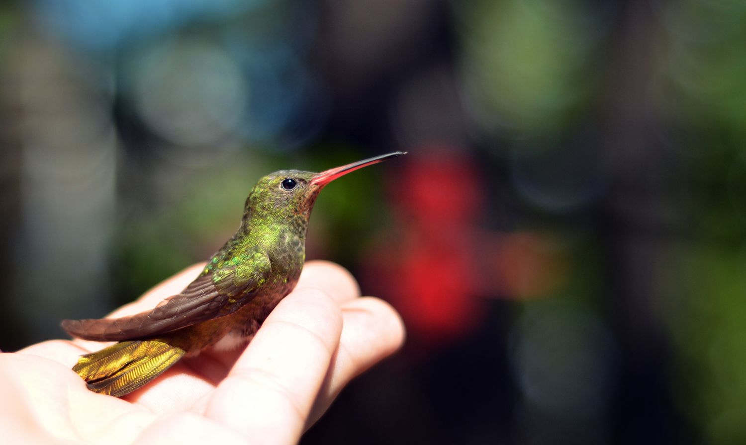 Hand hält einen Kolibri