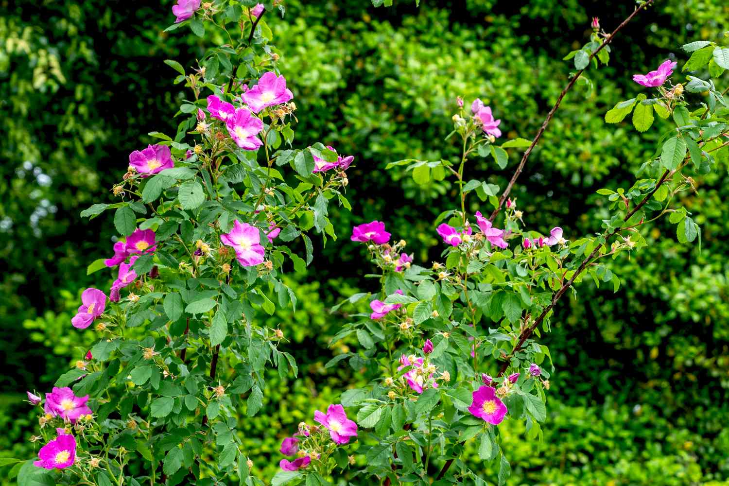 Carolina-Rosenstrauch mit hohen Zweigen und großen rosa Blüten und abgestorbenen Knospen