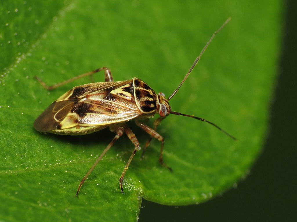 Bicho-da-planta-manchado (Lygus lineolaris)