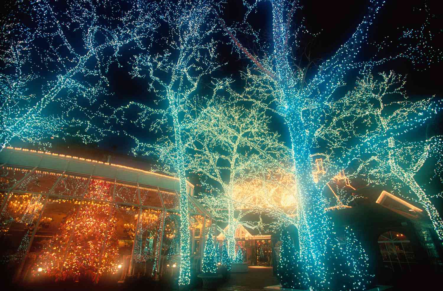 Árboles iluminados con luces navideñas azules y una estrella encendida en naranja.