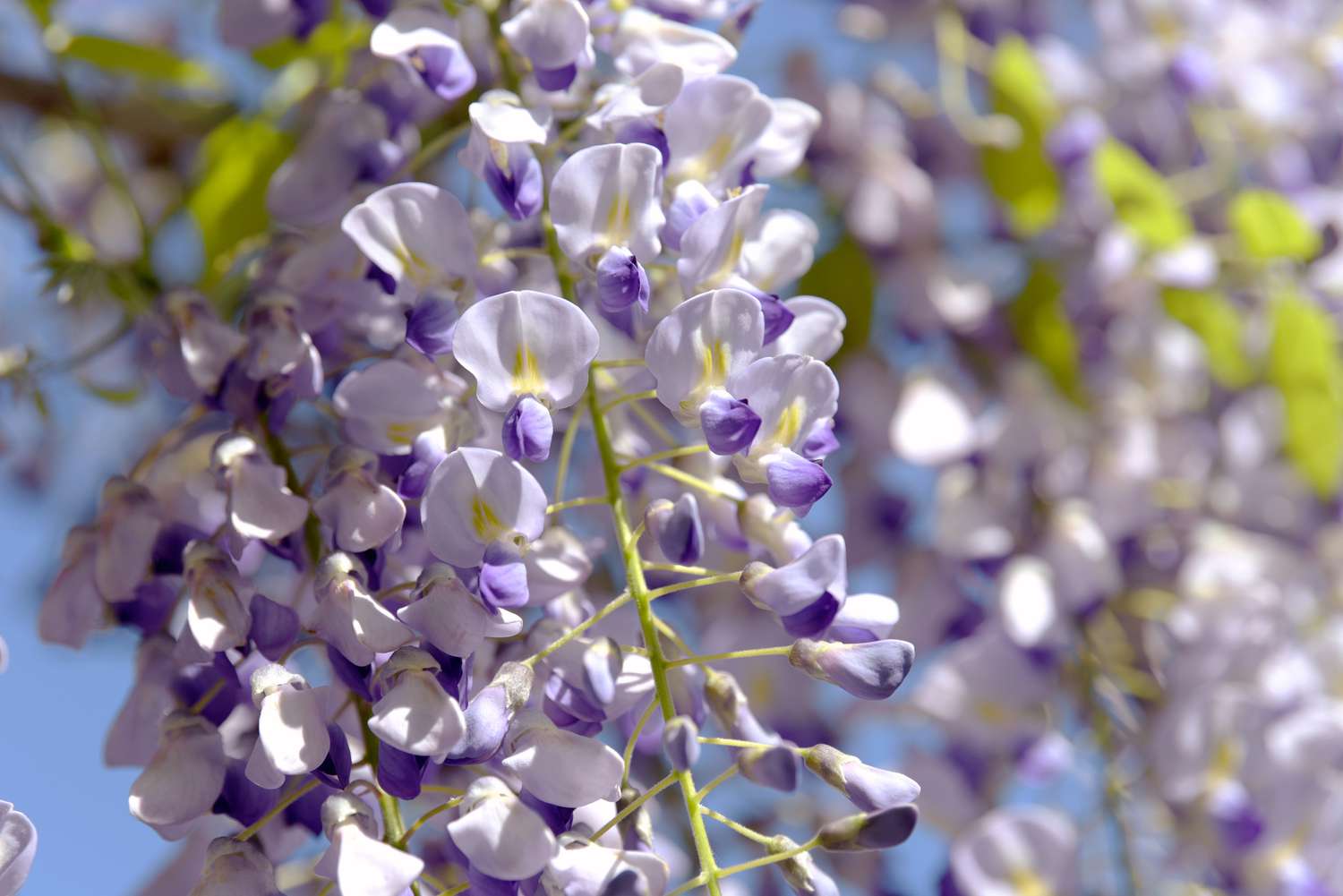 Japanische Glyzinie 'Domino' Baumrebe mit hellvioletten Blüten hängend in Nahaufnahme