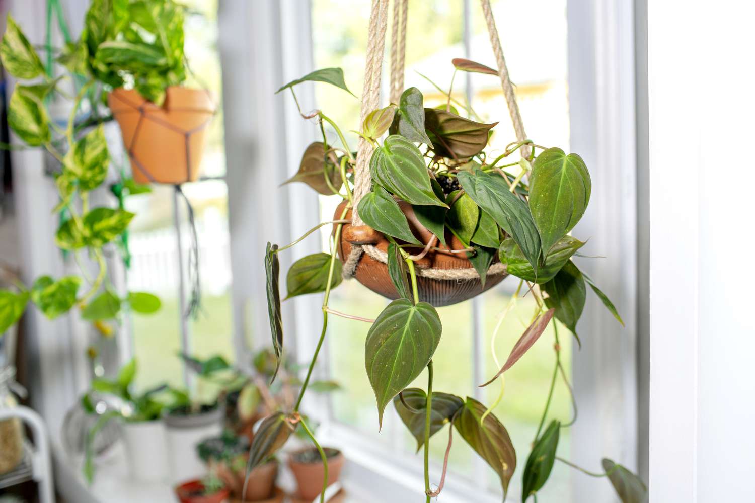 Philodendron micans in hängendem Pflanzgefäß mit herzförmigen Blättern