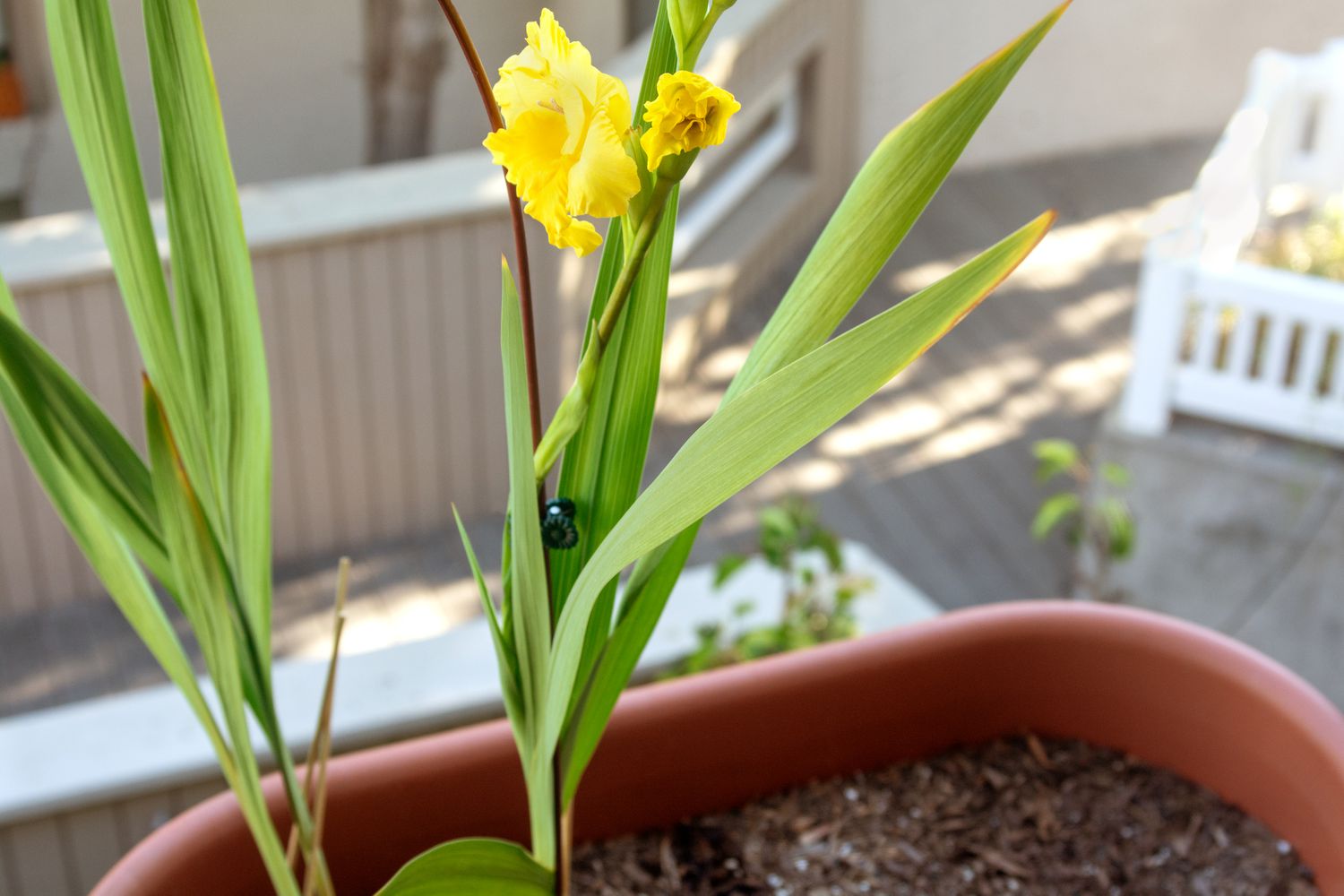 Gladiolenblüten mit gelben flauschigen Blütenblättern an hohen Rispen und schwertförmigem Laub in orangefarbenem Topf