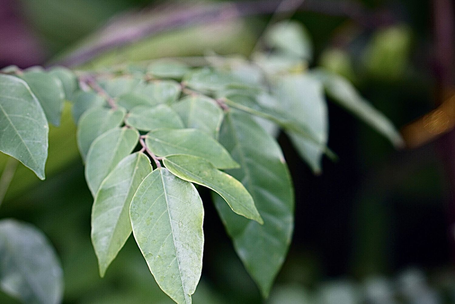 Starfruit branches with arrowhead-shaped leaves closeup