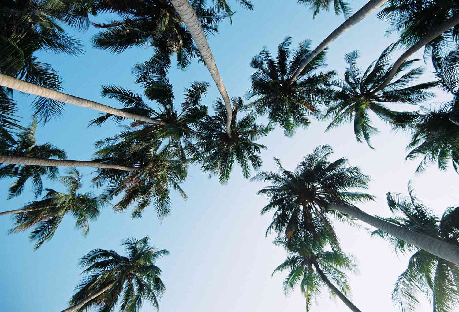 Low Angle View Of Palm Tree Against Blue Sky