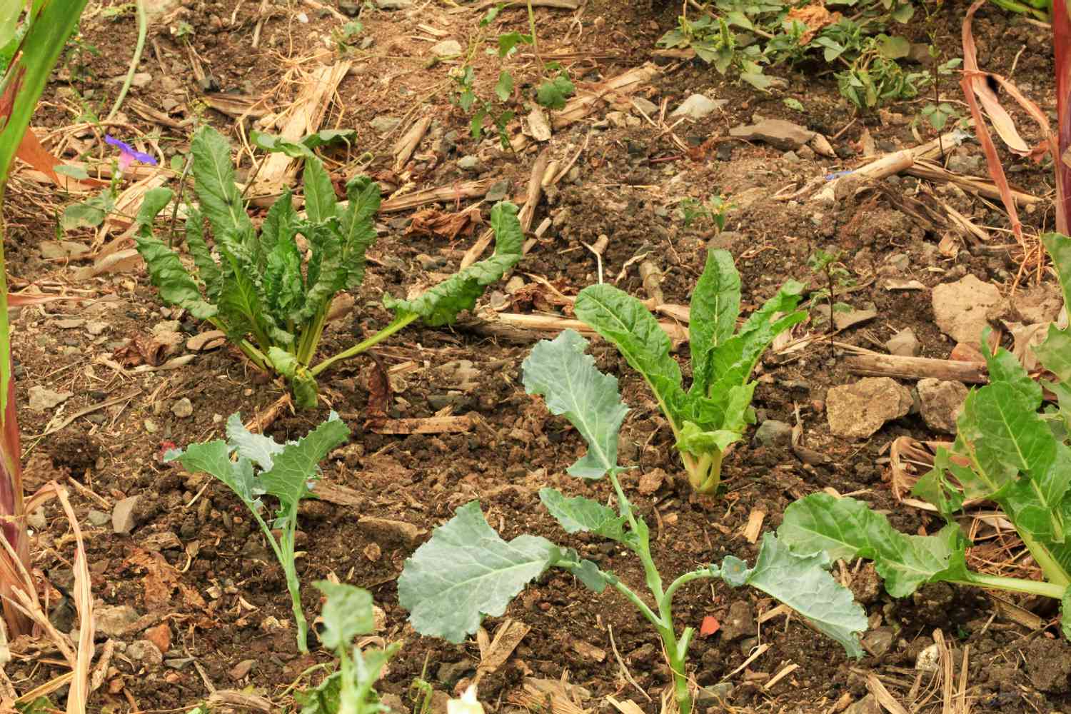 Hortaliças plantadas aos pares no mesmo local para plantio sucessivo