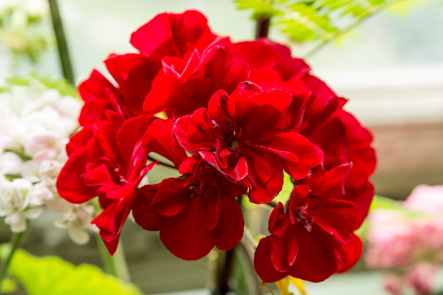 red flower pelargonium zonale