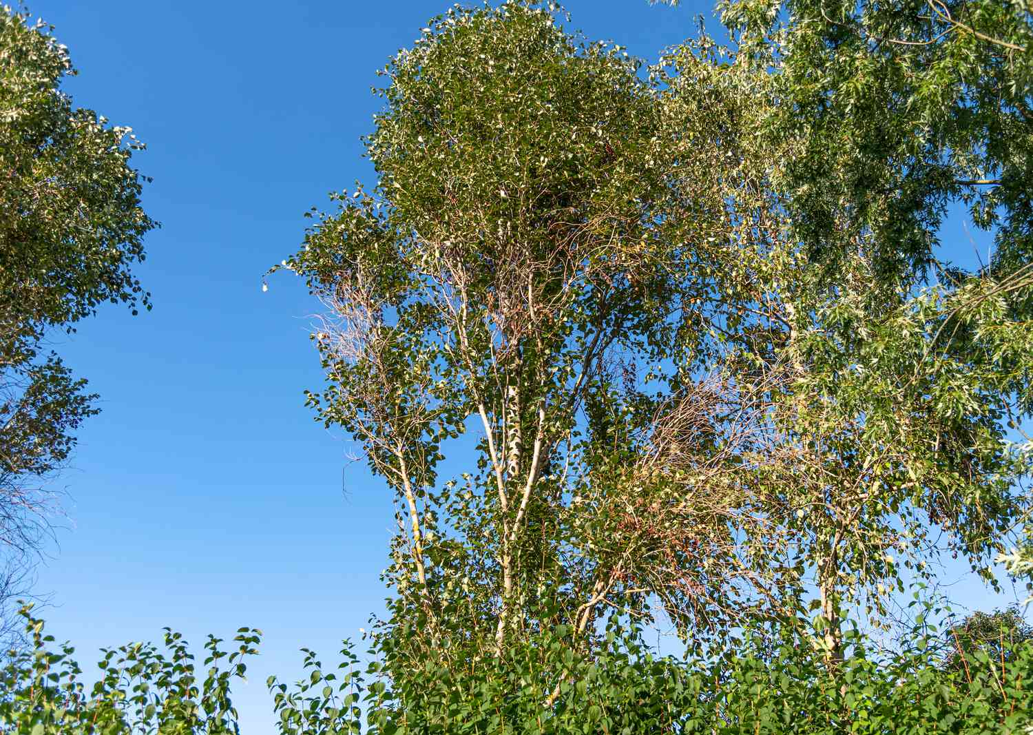 Gilead-Baum mit dünnen, hohen Stämmen und weißen und grünen Blättern auf der Spitze vor blauem Himmel