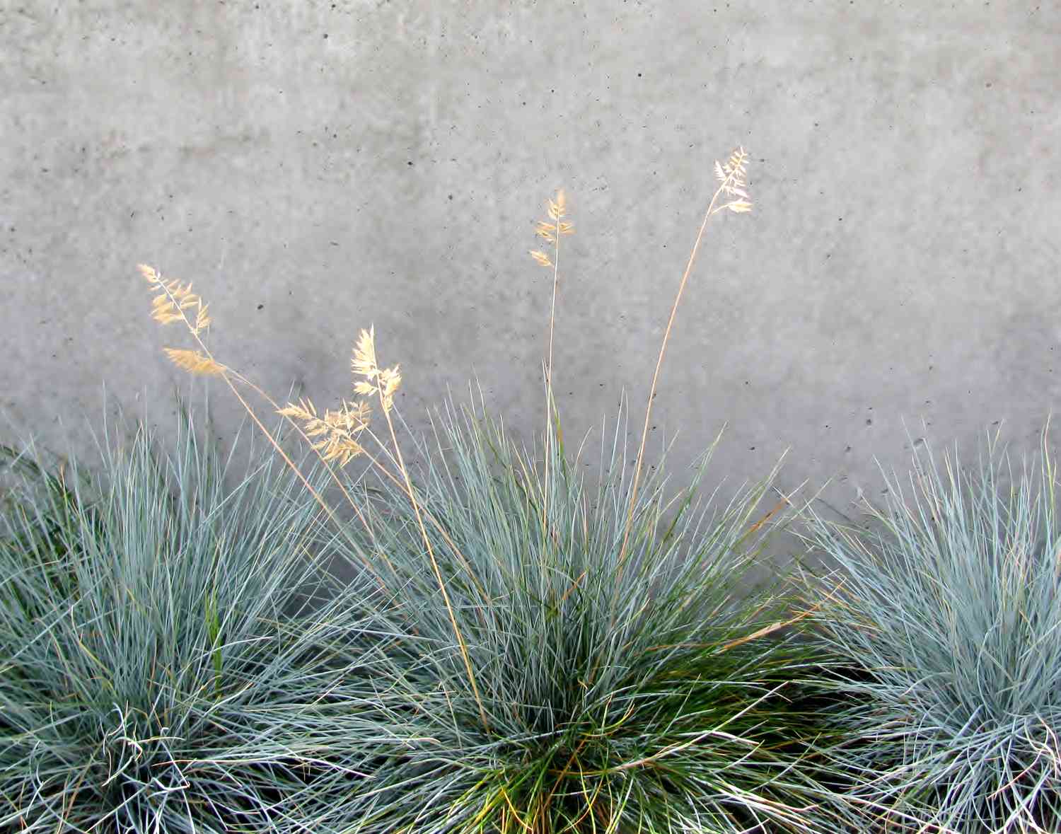 Grama decorativa Blue Fescue, tufos de grama, contra parede de concreto