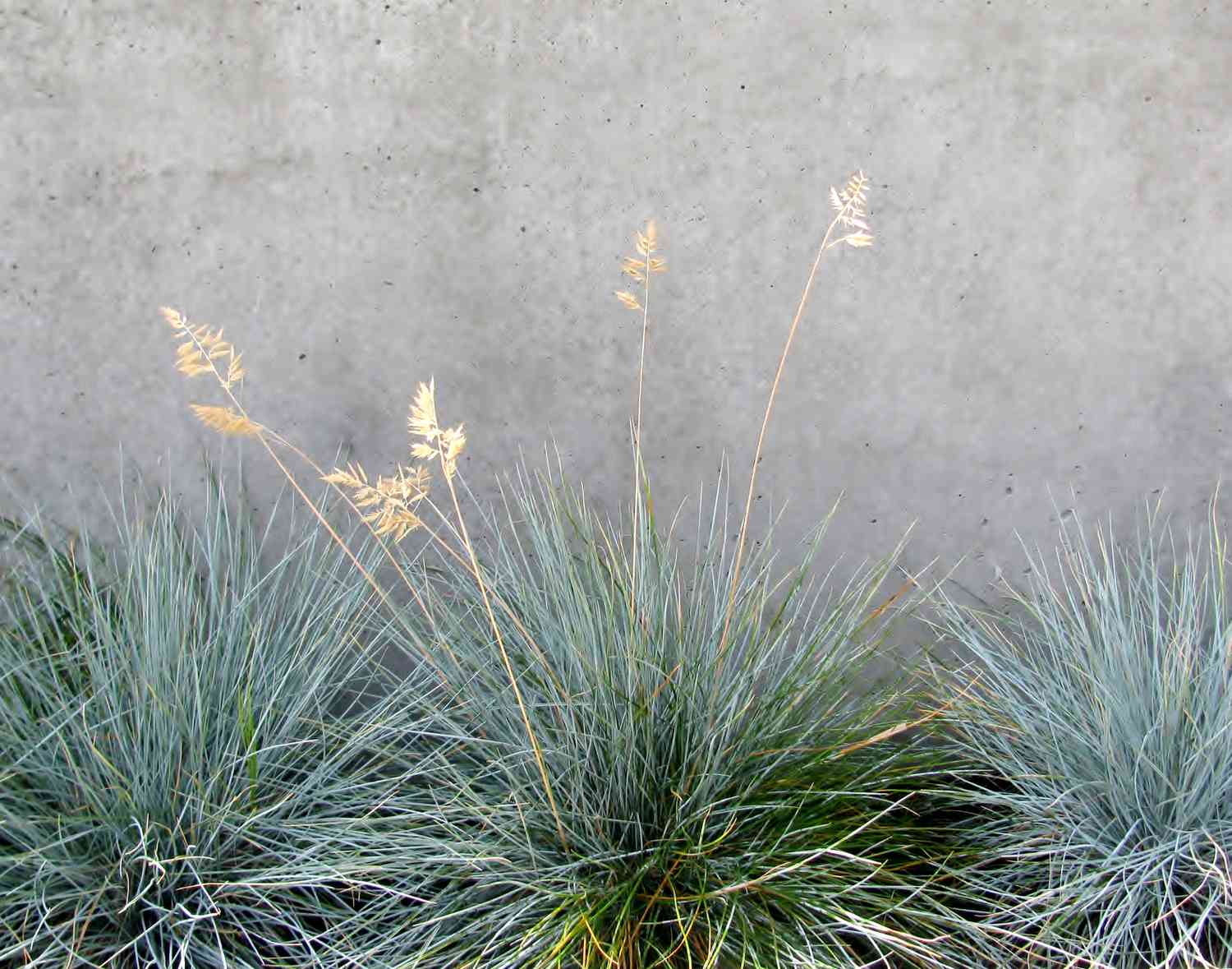 Césped decorativo Festuca azul, mechones de hierba, contra muro de hormigón