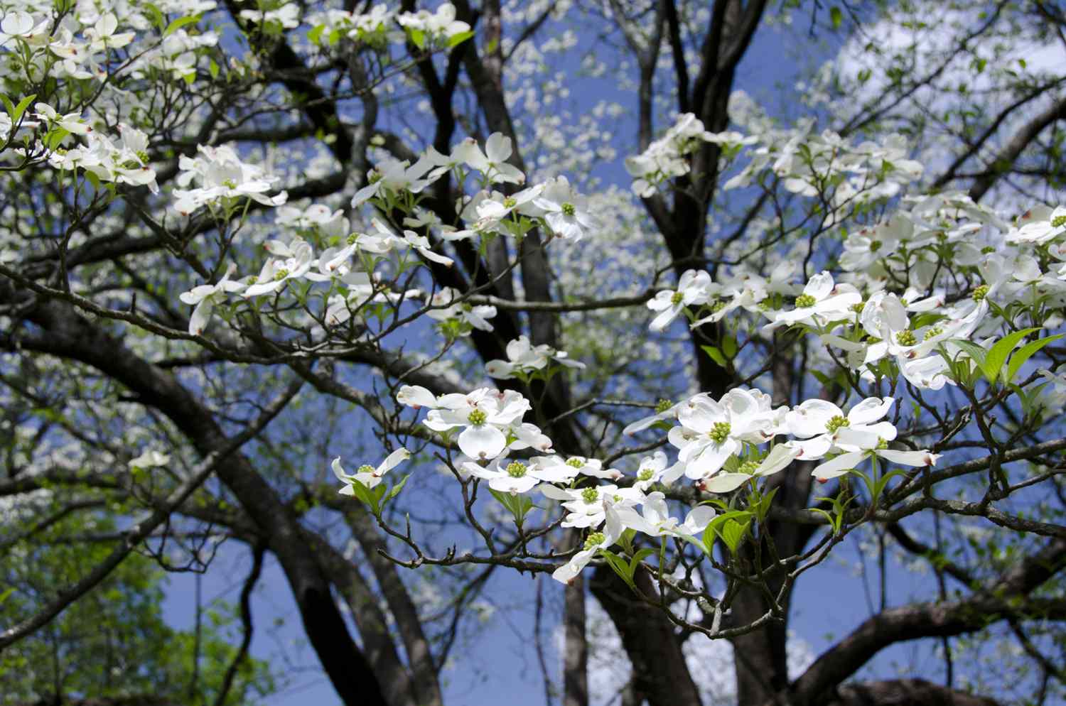 Blühender Hartriegel (Cornus florida)