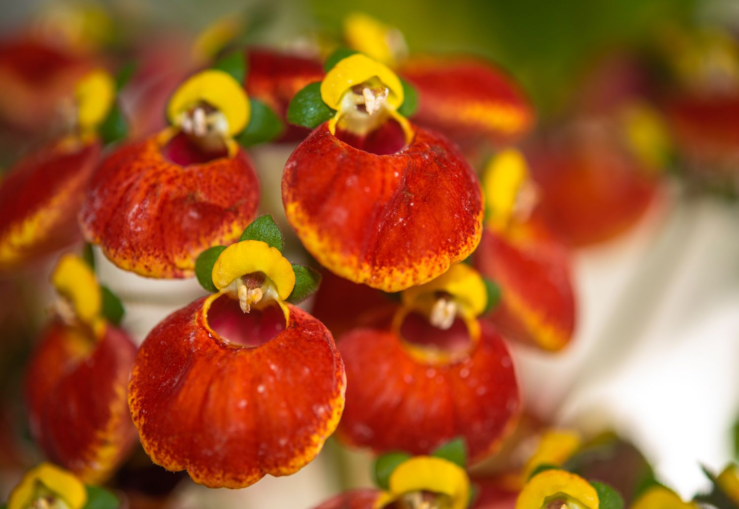 Calceolaria-Pflanze mit roten und gelben schlüpferartigen Blüten in Großaufnahme