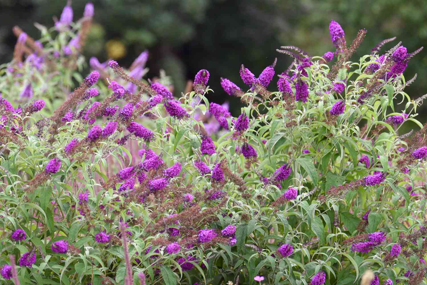 Butterfly bush with bright purple flower heads above mint green stems