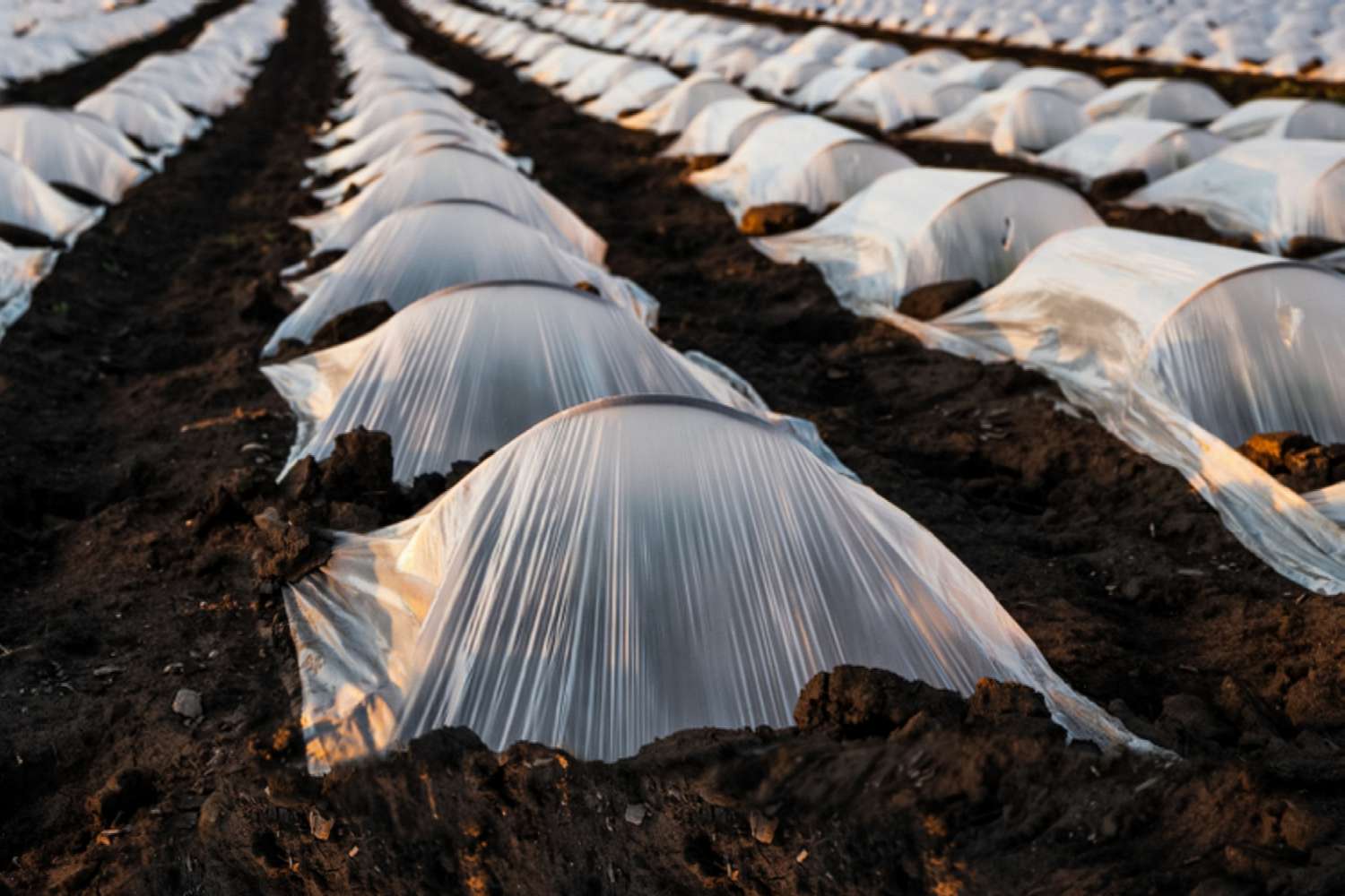 row covers on strawberry plants