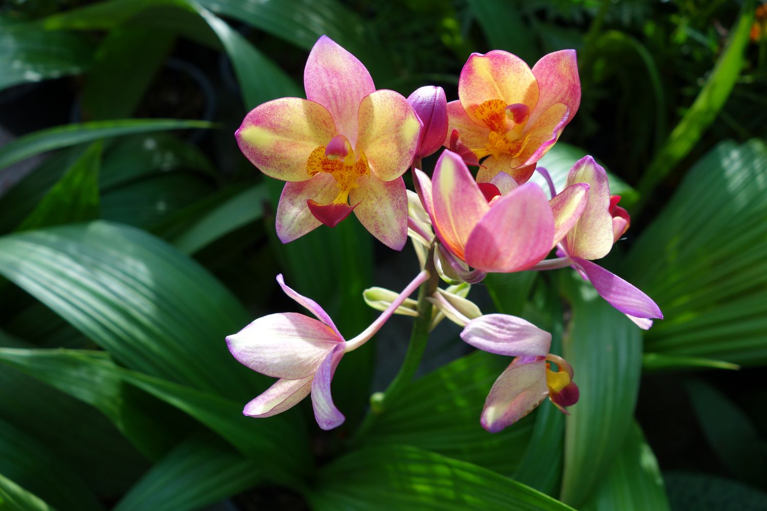 Spathoglottis Plicata Orchidee