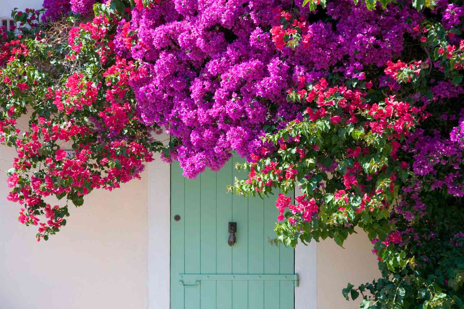 bougainvillea.jpg