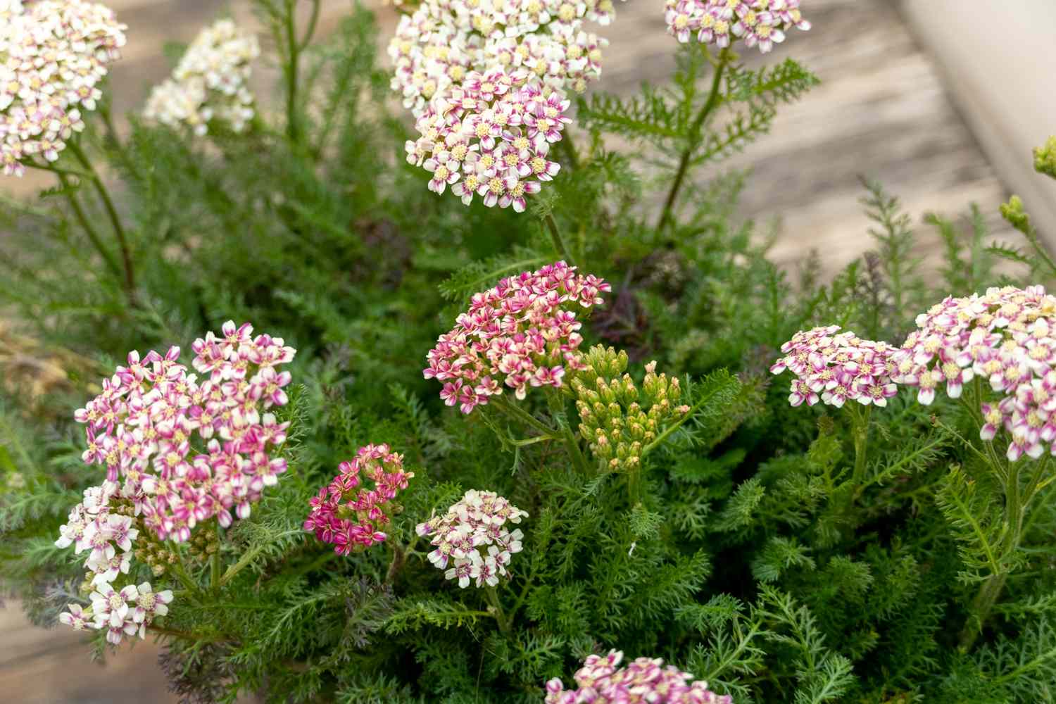 Schafgarbenpflanze mit kleinen rosa und weißen Blüten