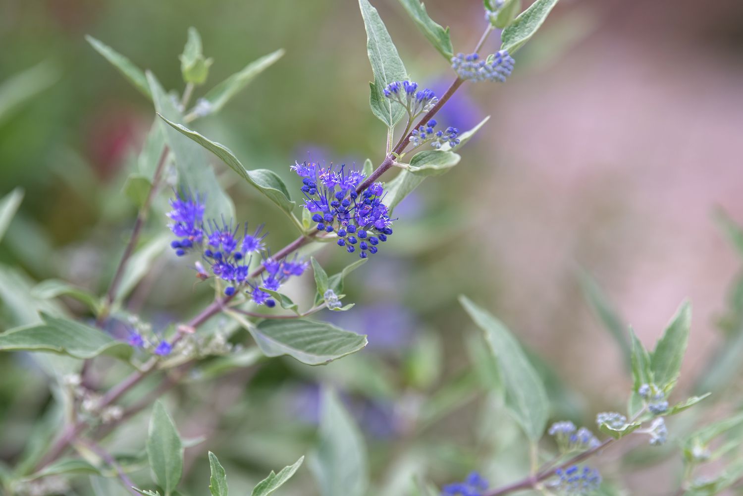 Blauer Nebelstrauchstamm mit silbrig-grünen Blättern und winzigen violetten Blüten