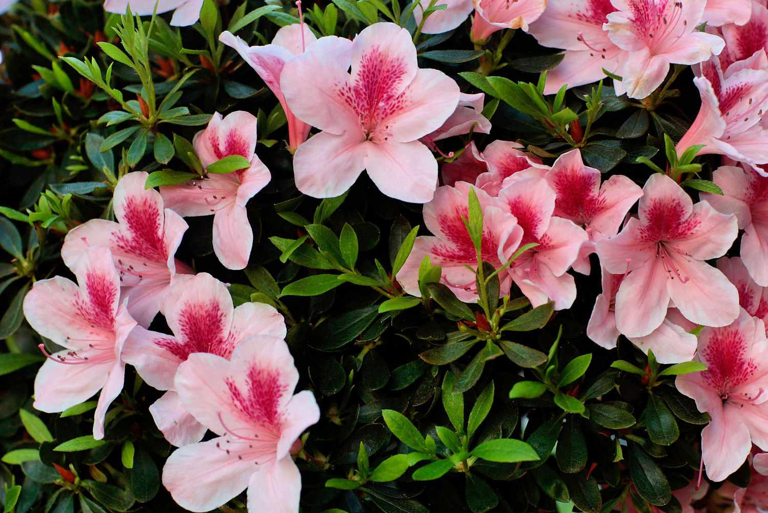 foto de arbusto de azaléia rosa