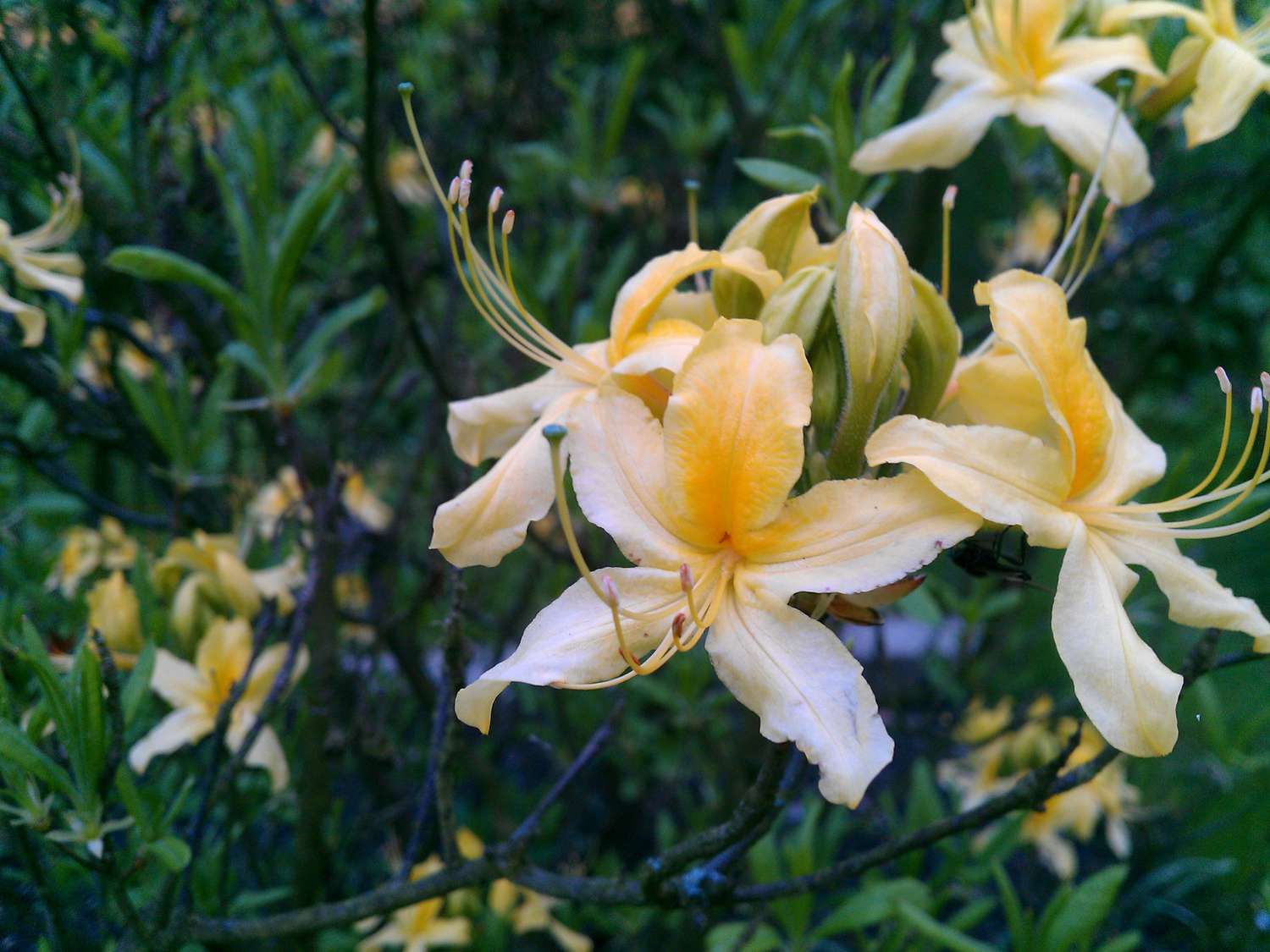 Azaléia de chama, calendulaceum, plena floração e folhas