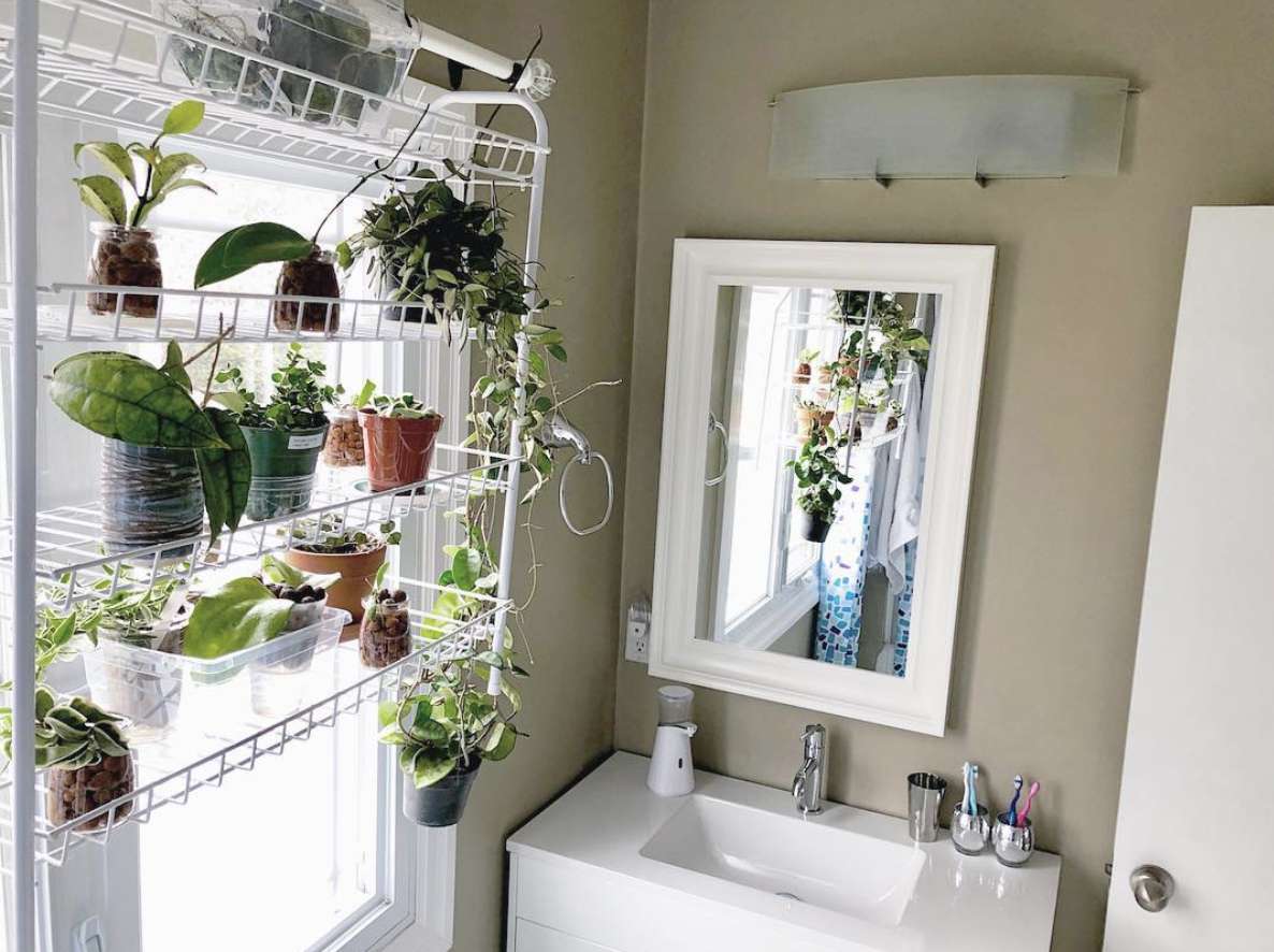 Salle de bain avec étagère pleine de plantes