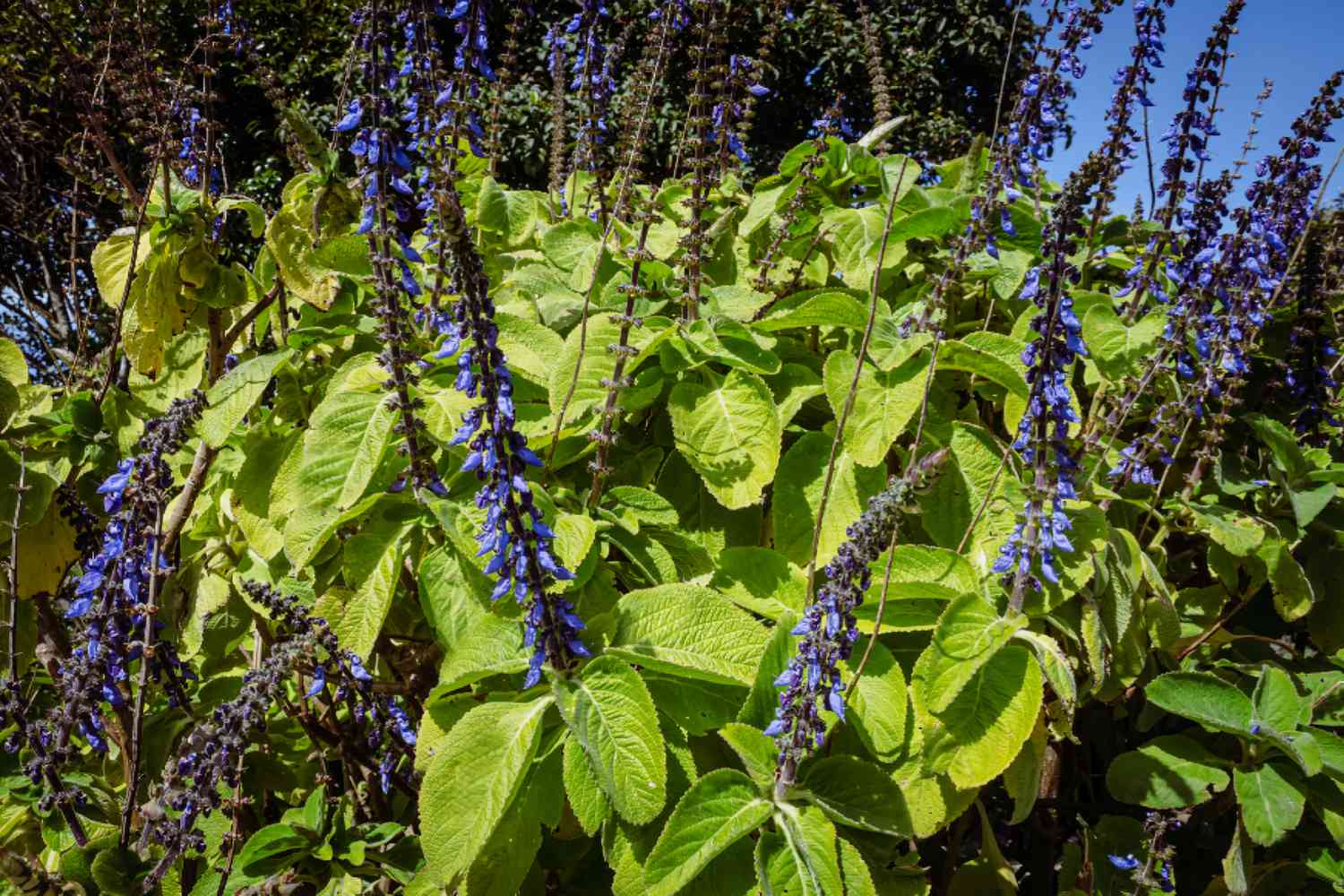 Flores de espuela azul con grandes y brillantes hojas verdes y tallos florales azul-púrpura a la luz del sol