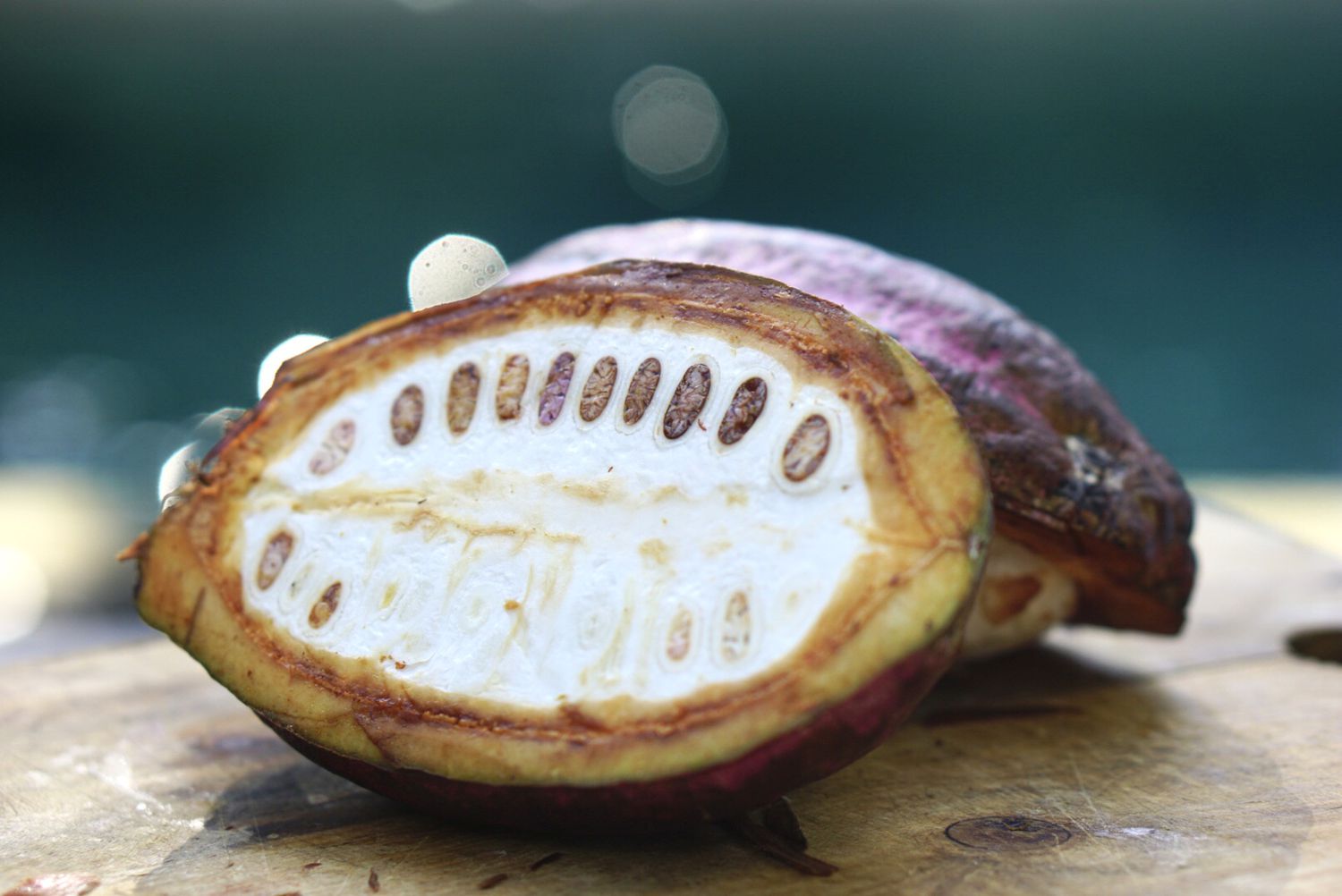 Fève de cacao coupée en deux exposant la pulpe blanche et les fèves de cacao