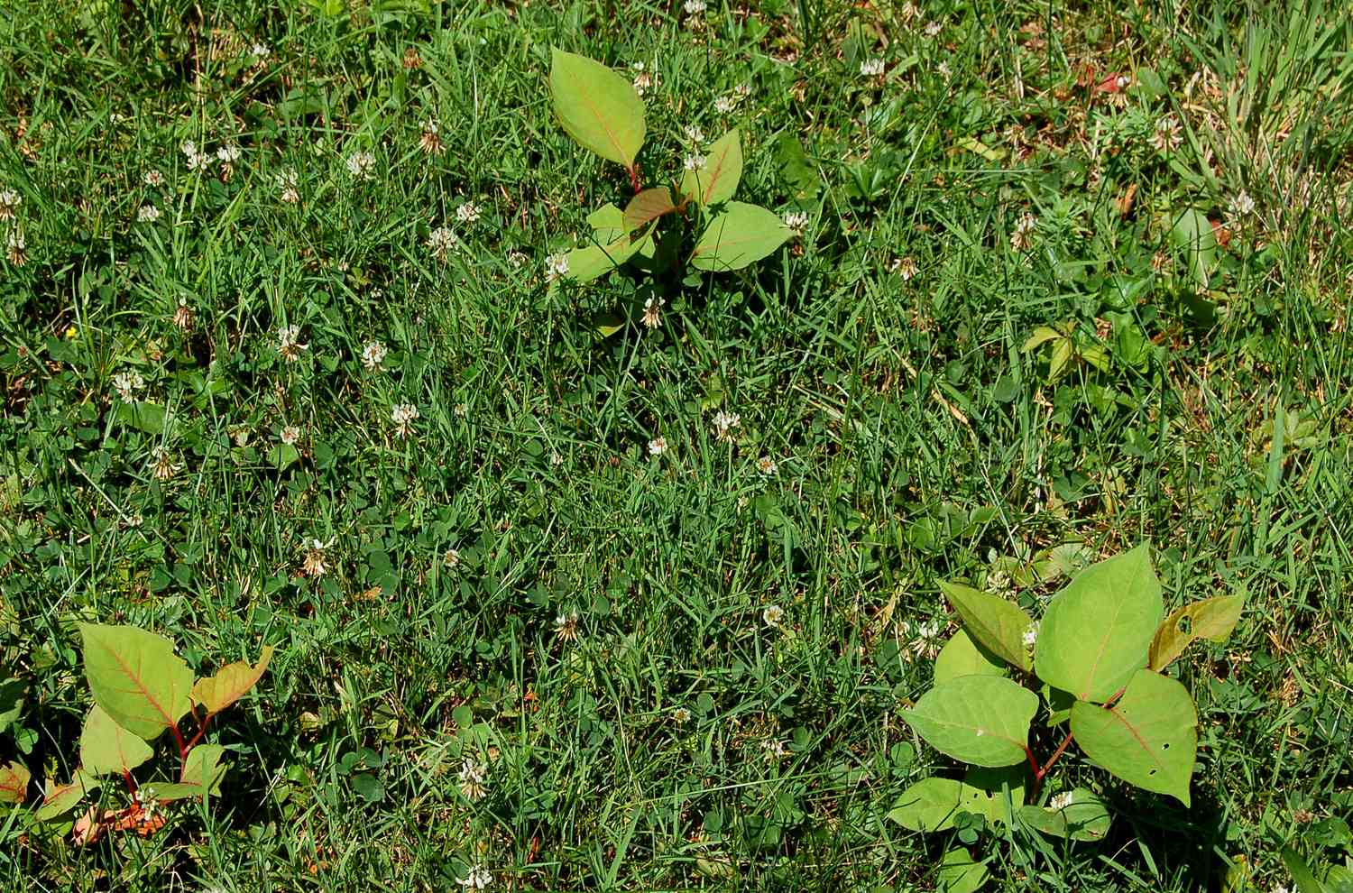 Japanese knotweed shoots popping up in a lawn.