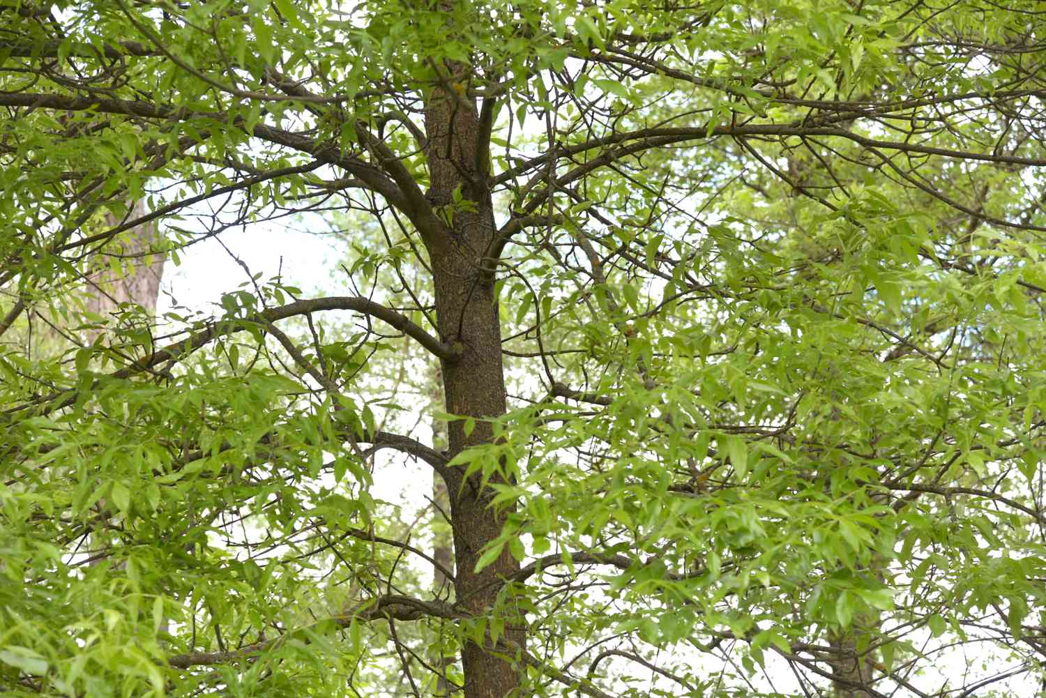 Grüner Eschenstamm mit großen grünen Blättern an ausladenden Ästen