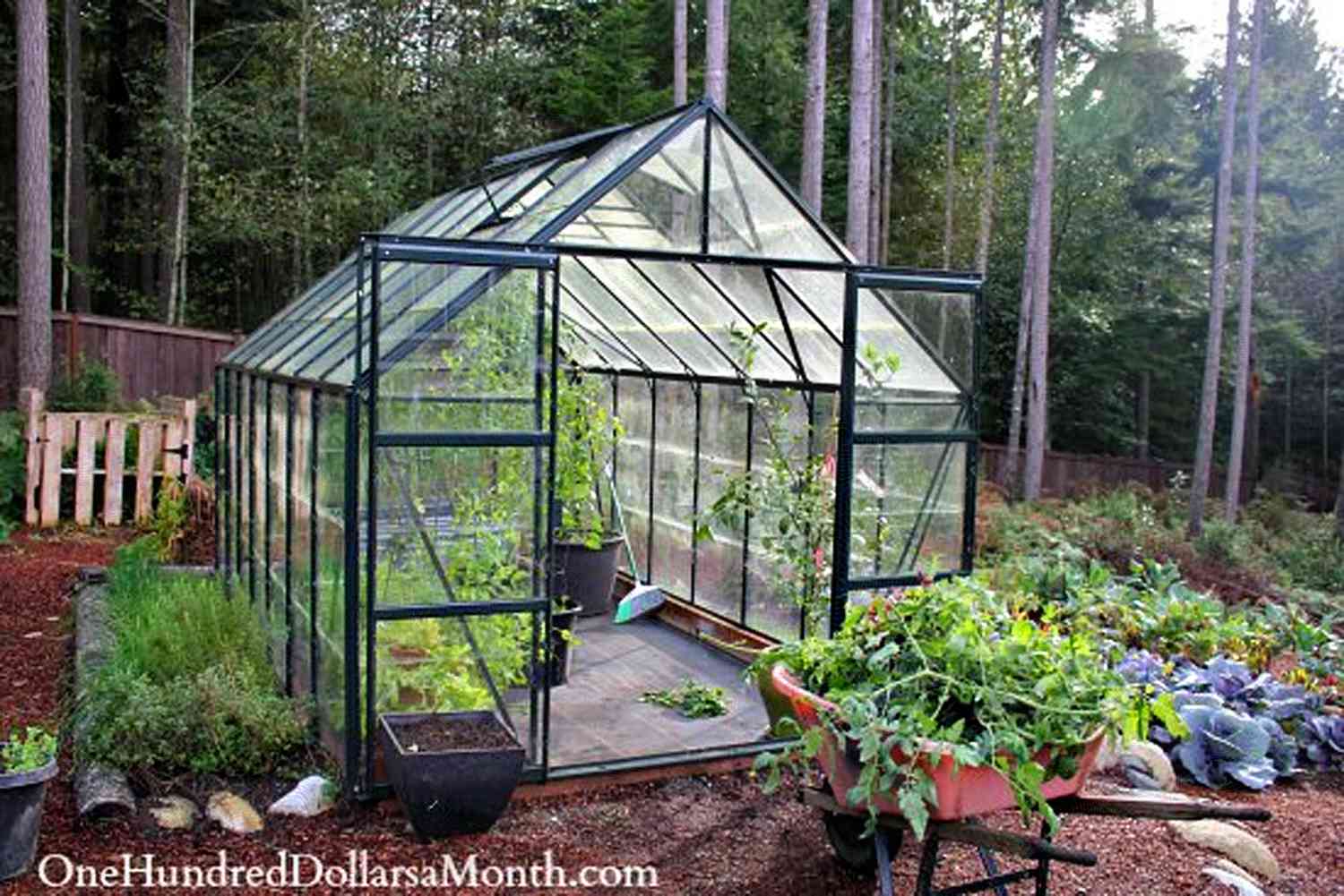 Growing Vegetables in a Greenhouse