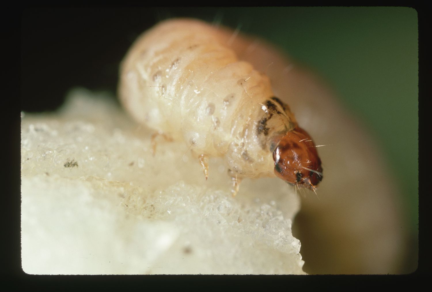 Larva de la polilla del bacalao en un trozo de manzana