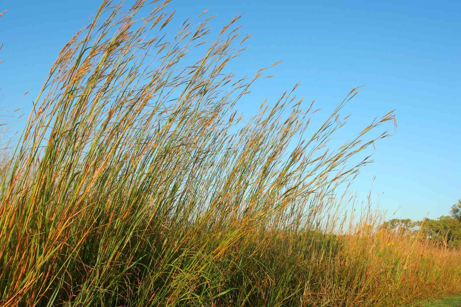 Big Bluestem Hochgrasprärie mit blauem Himmel